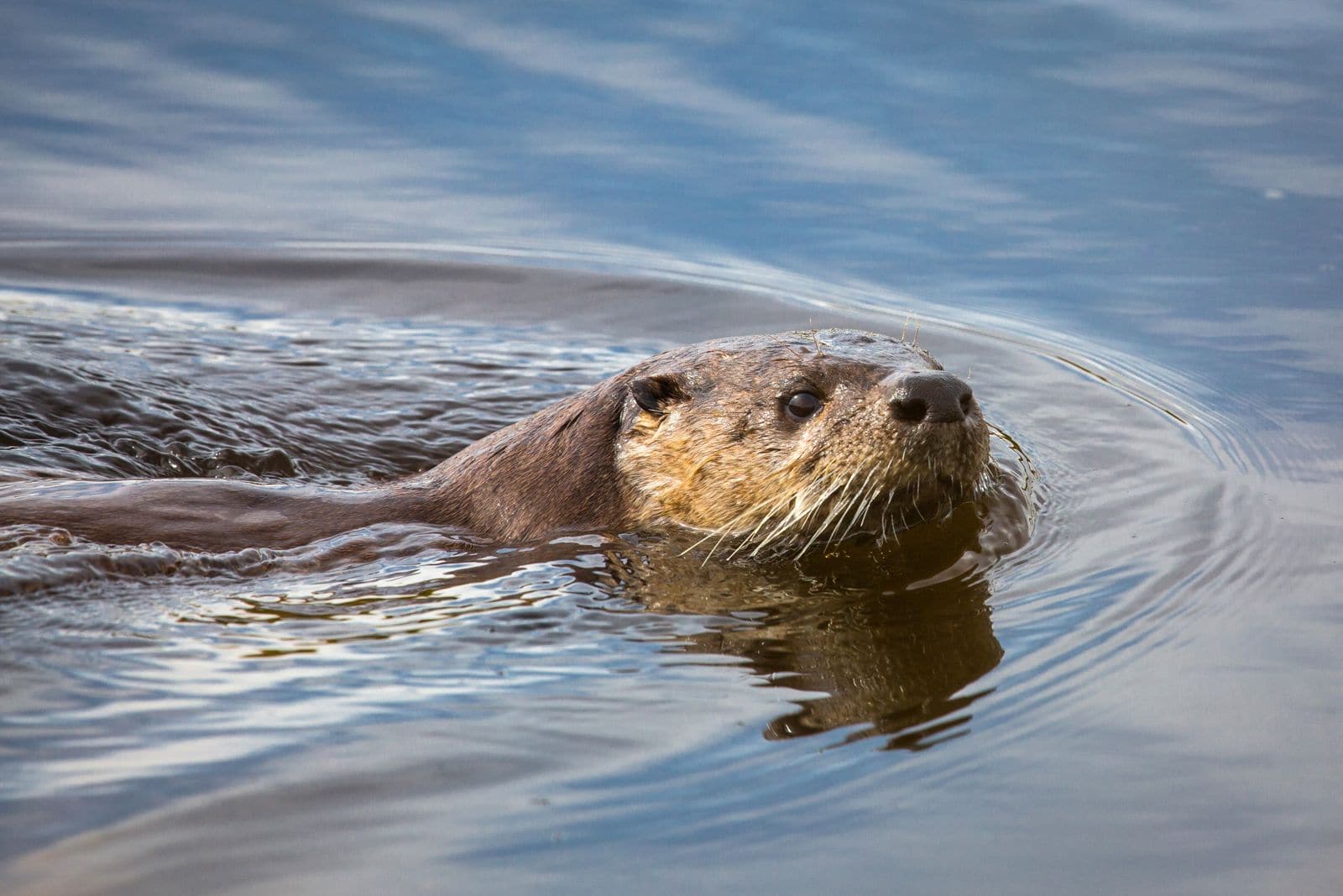 River Otter