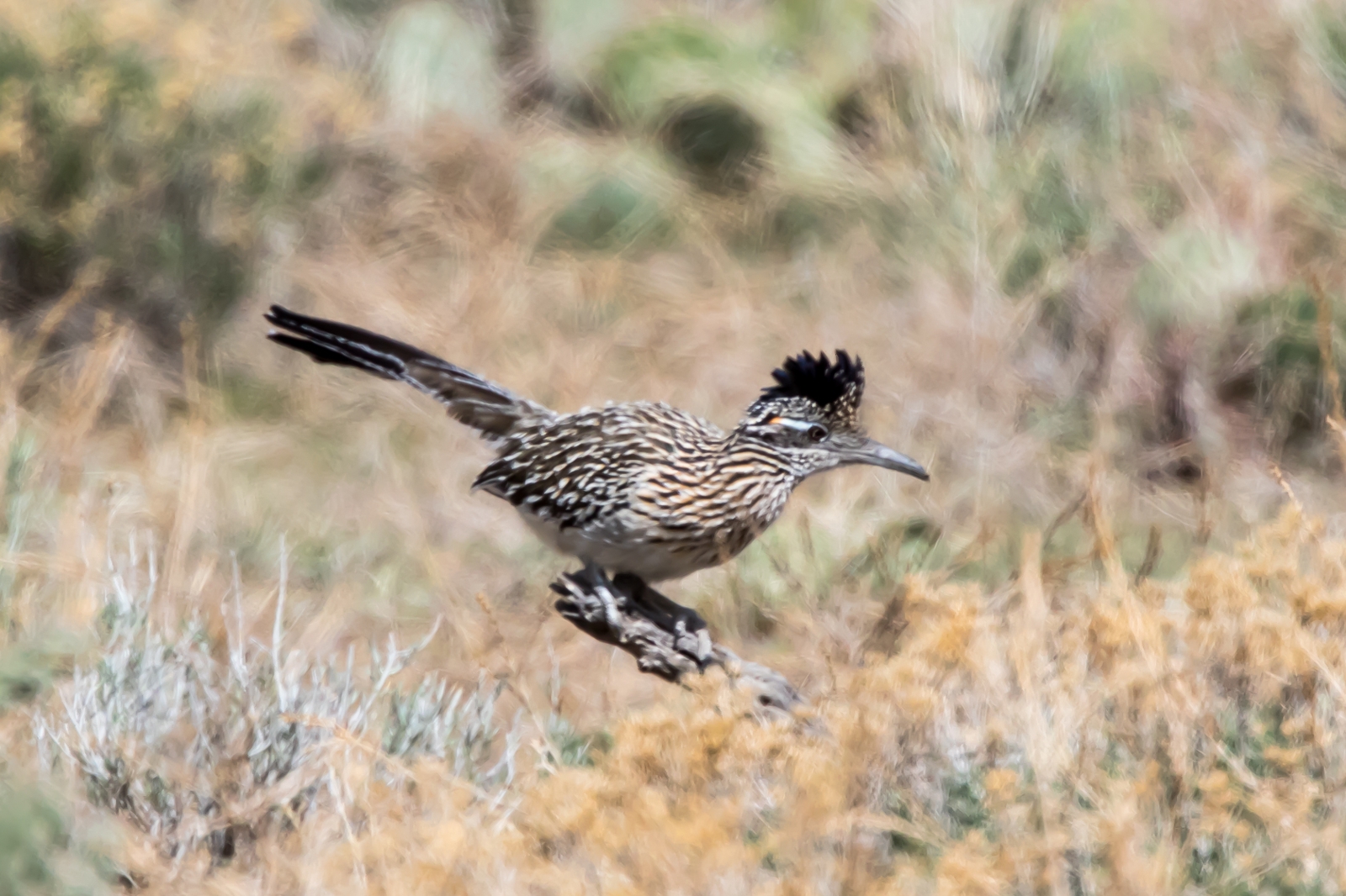 Roadrunner