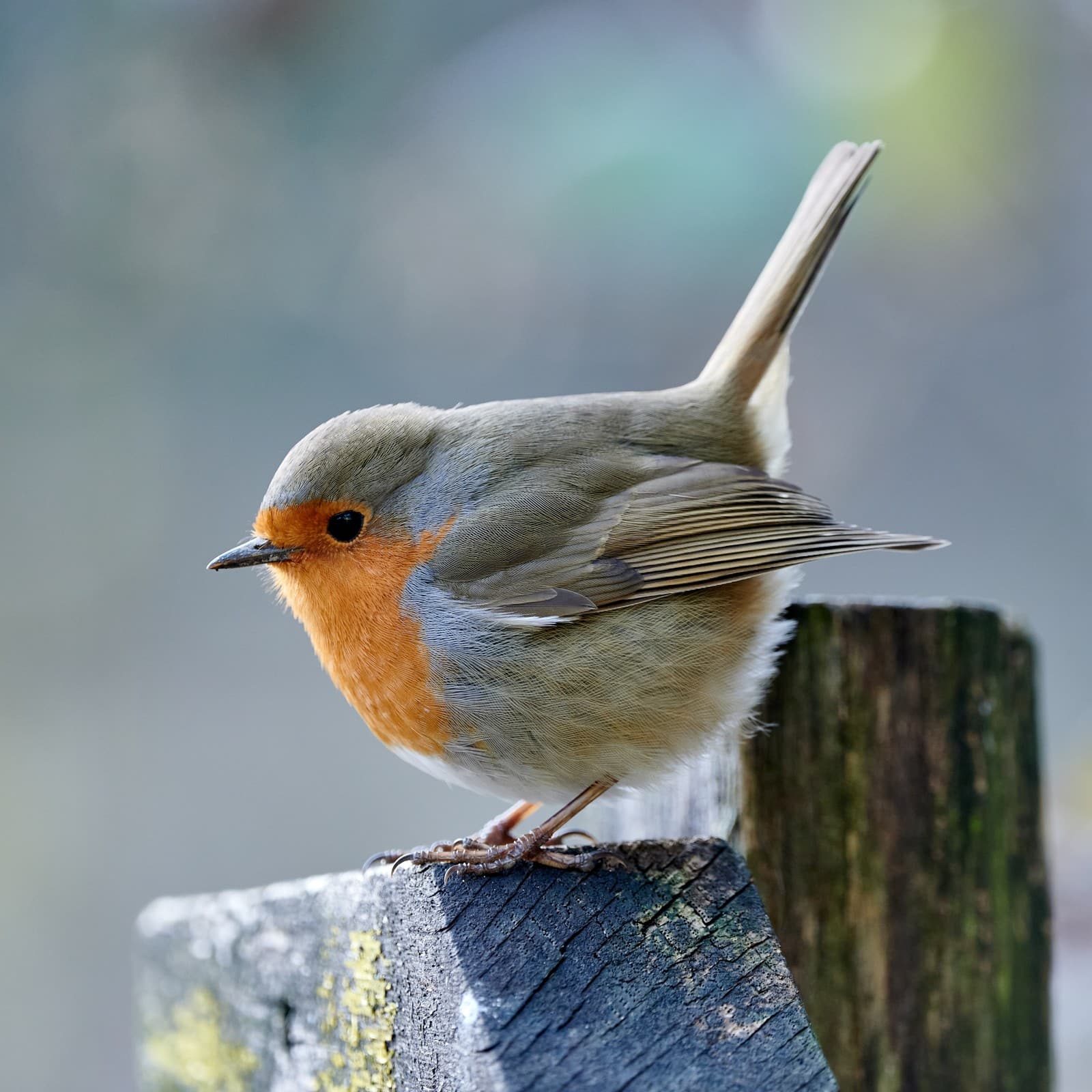 Robin