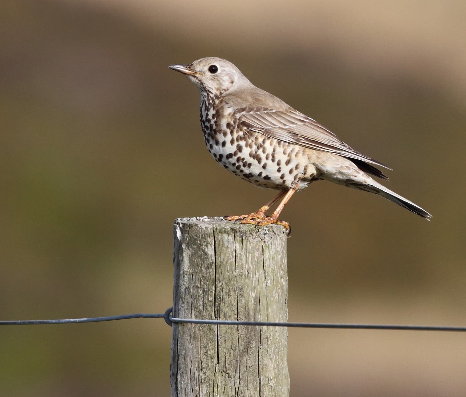 Thrush