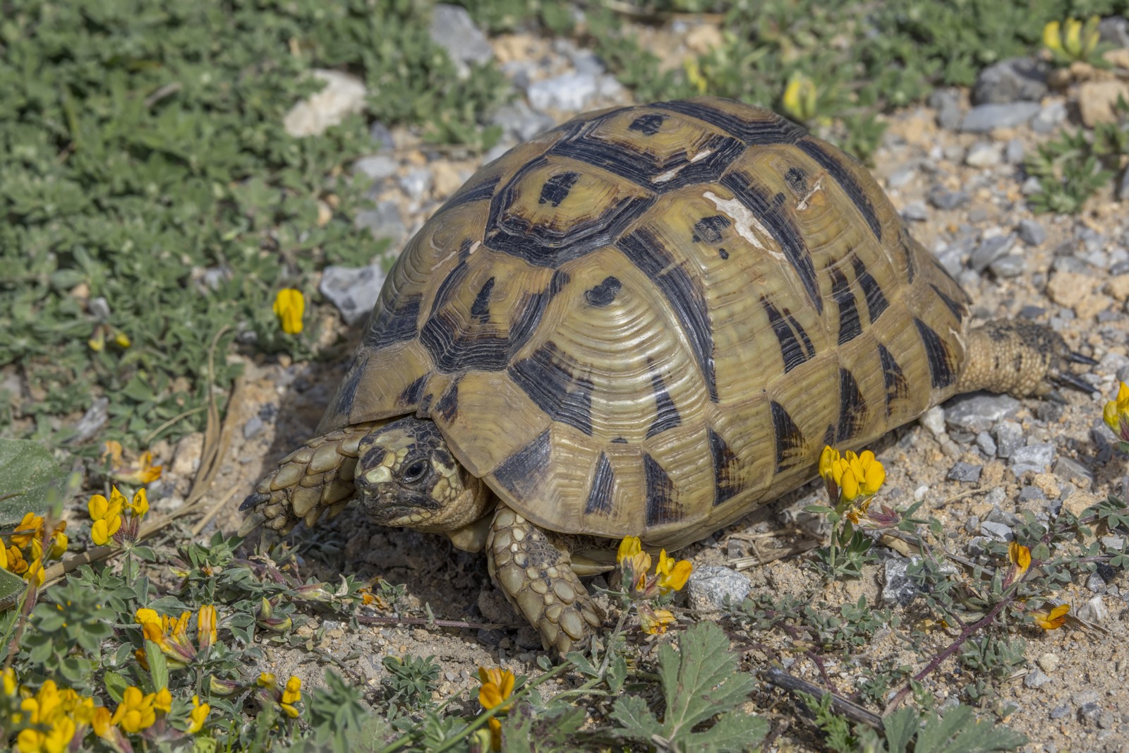 Greek Tortoise