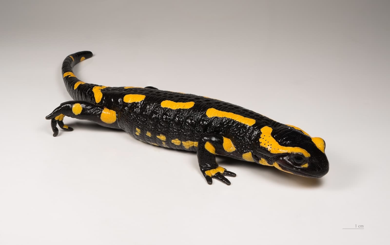 Salamander