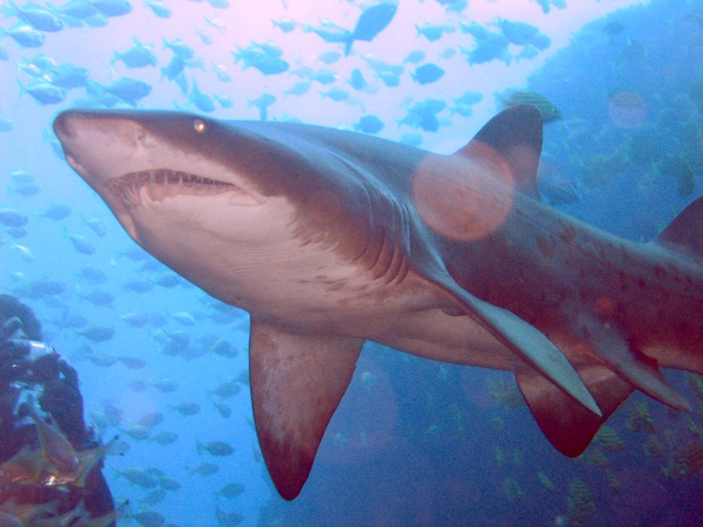 Sand Tiger Shark