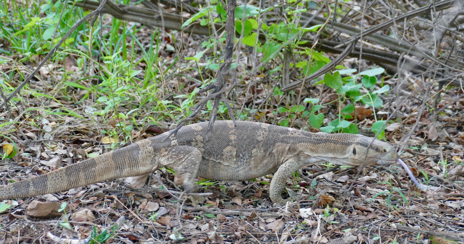 Black-Throated Monitor