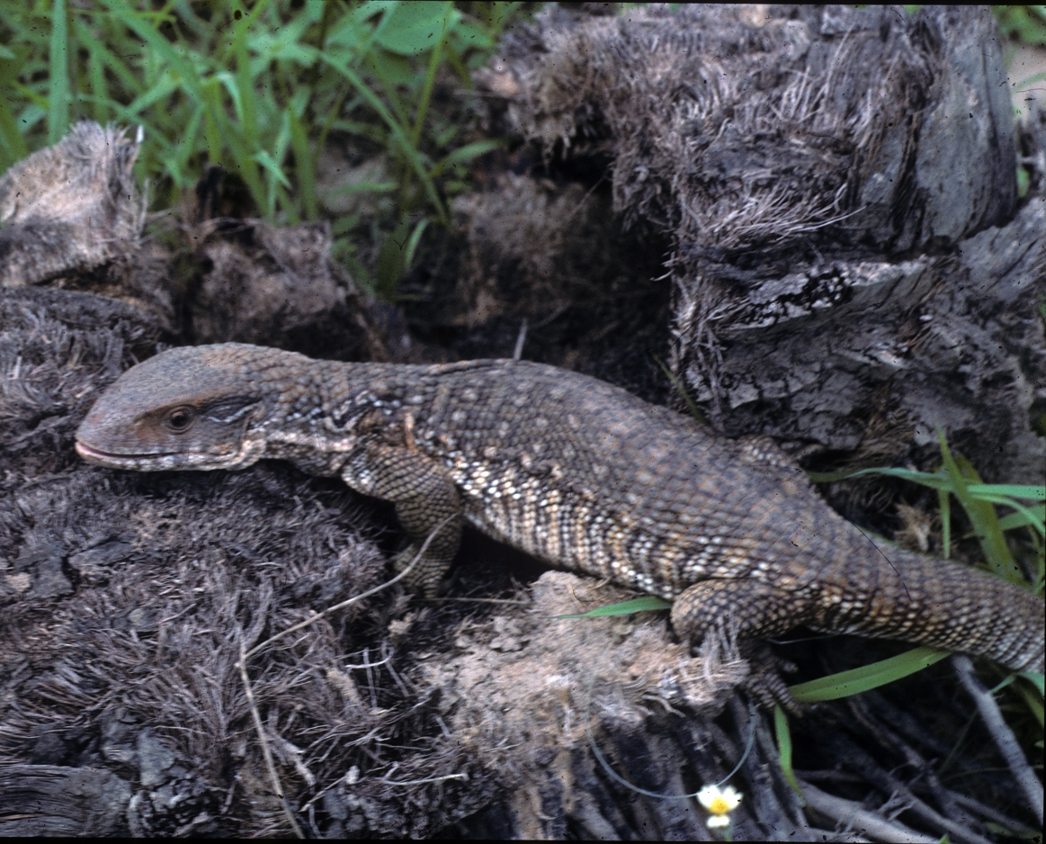 Savannah Monitor