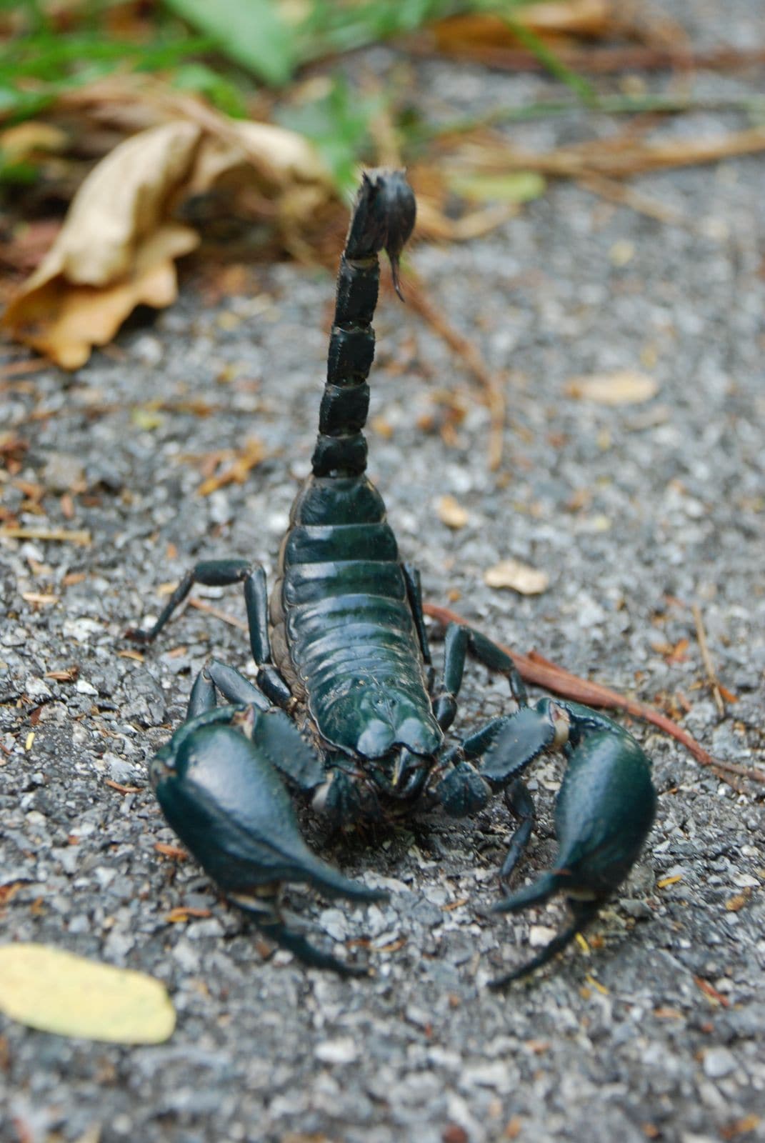 Scorpion