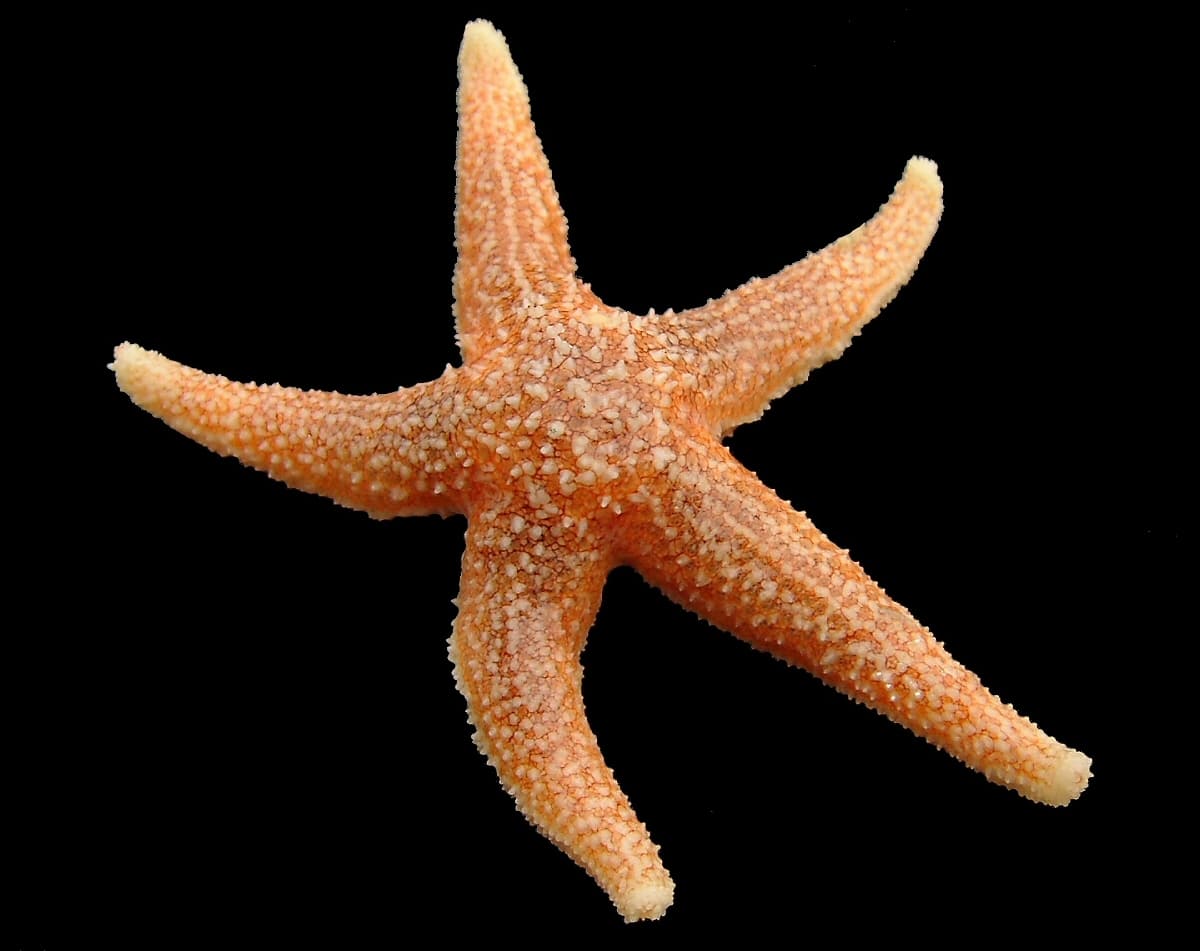 Starfish