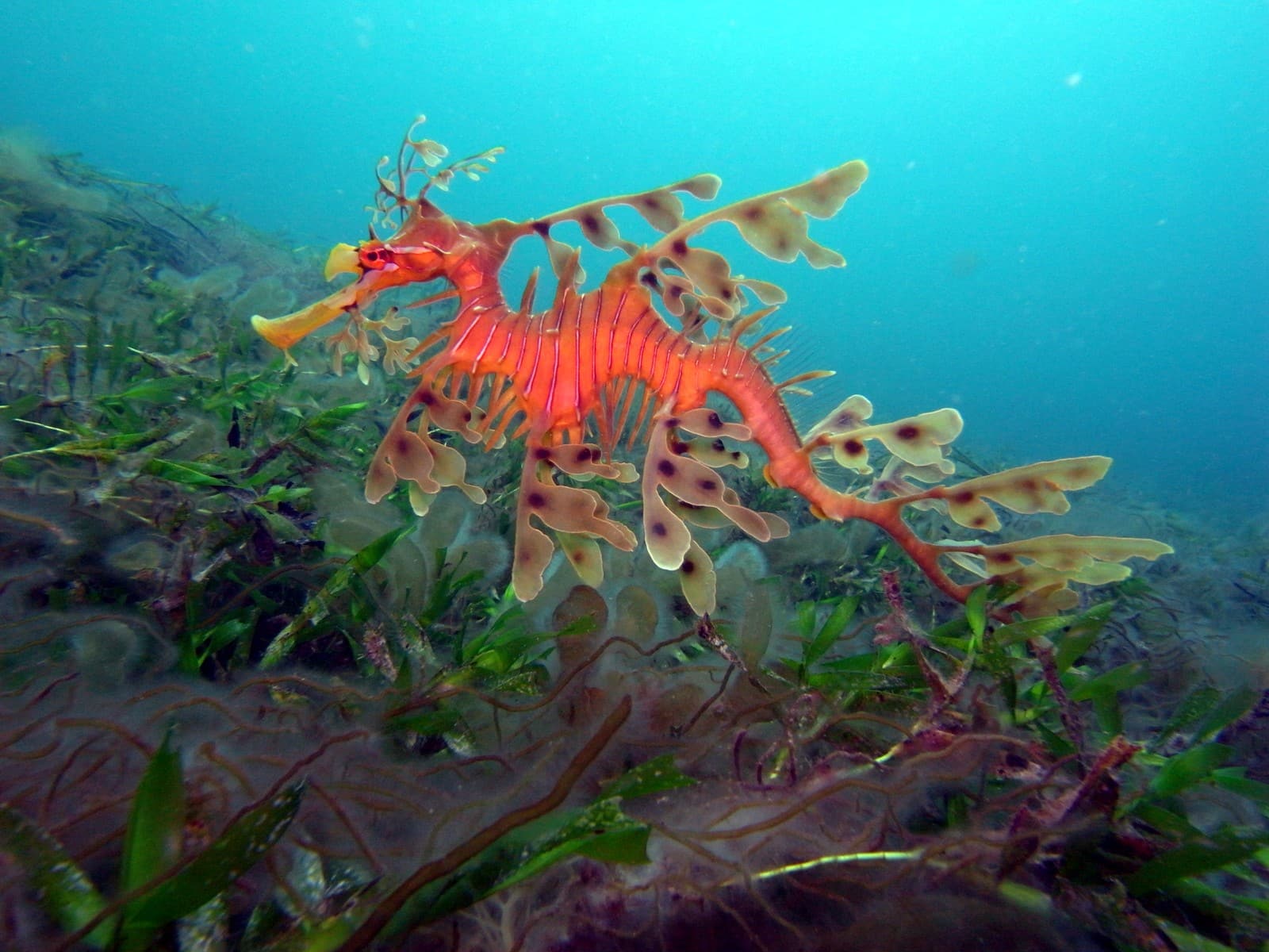 Sea Dragon