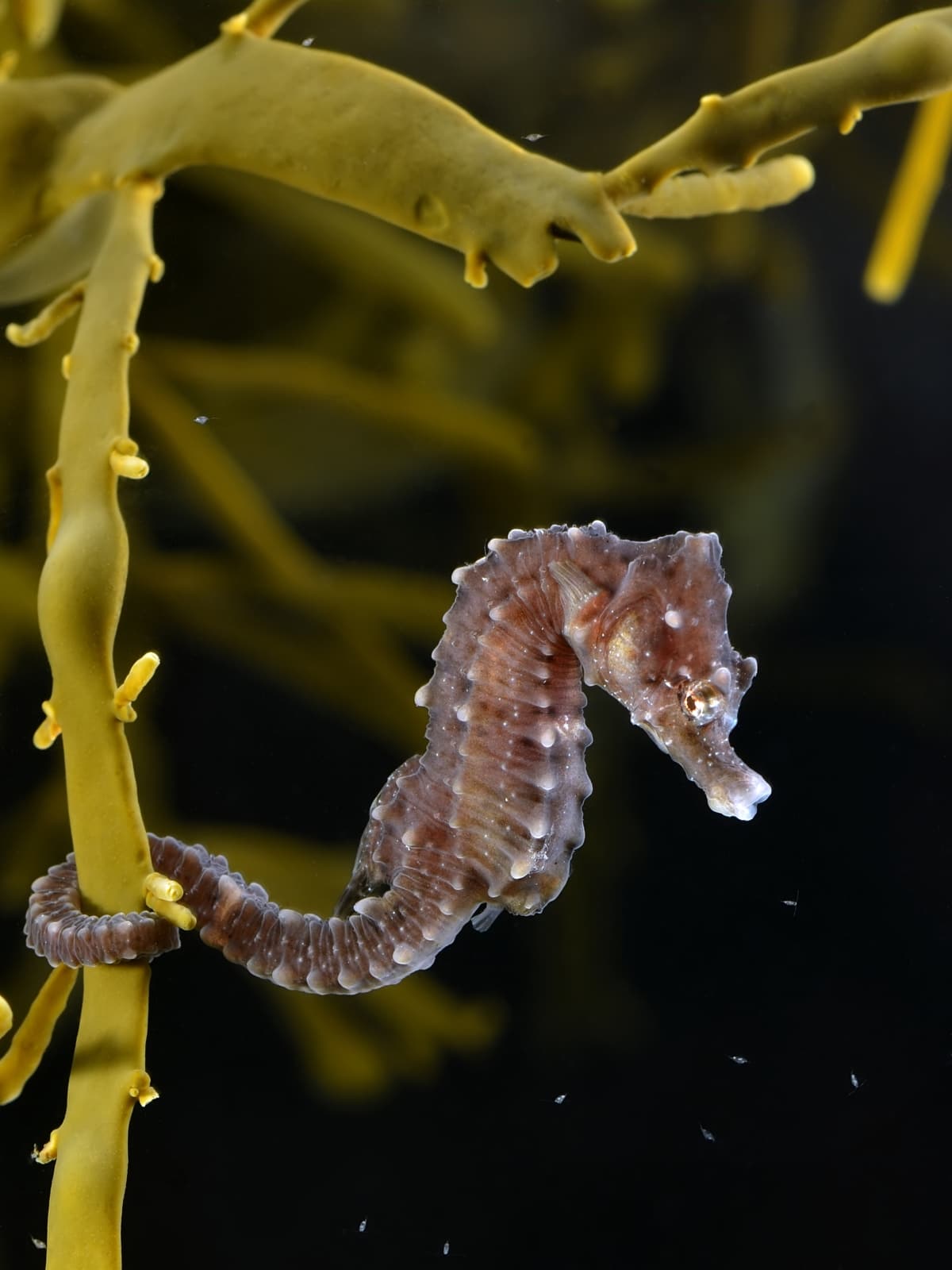 Sea Horse