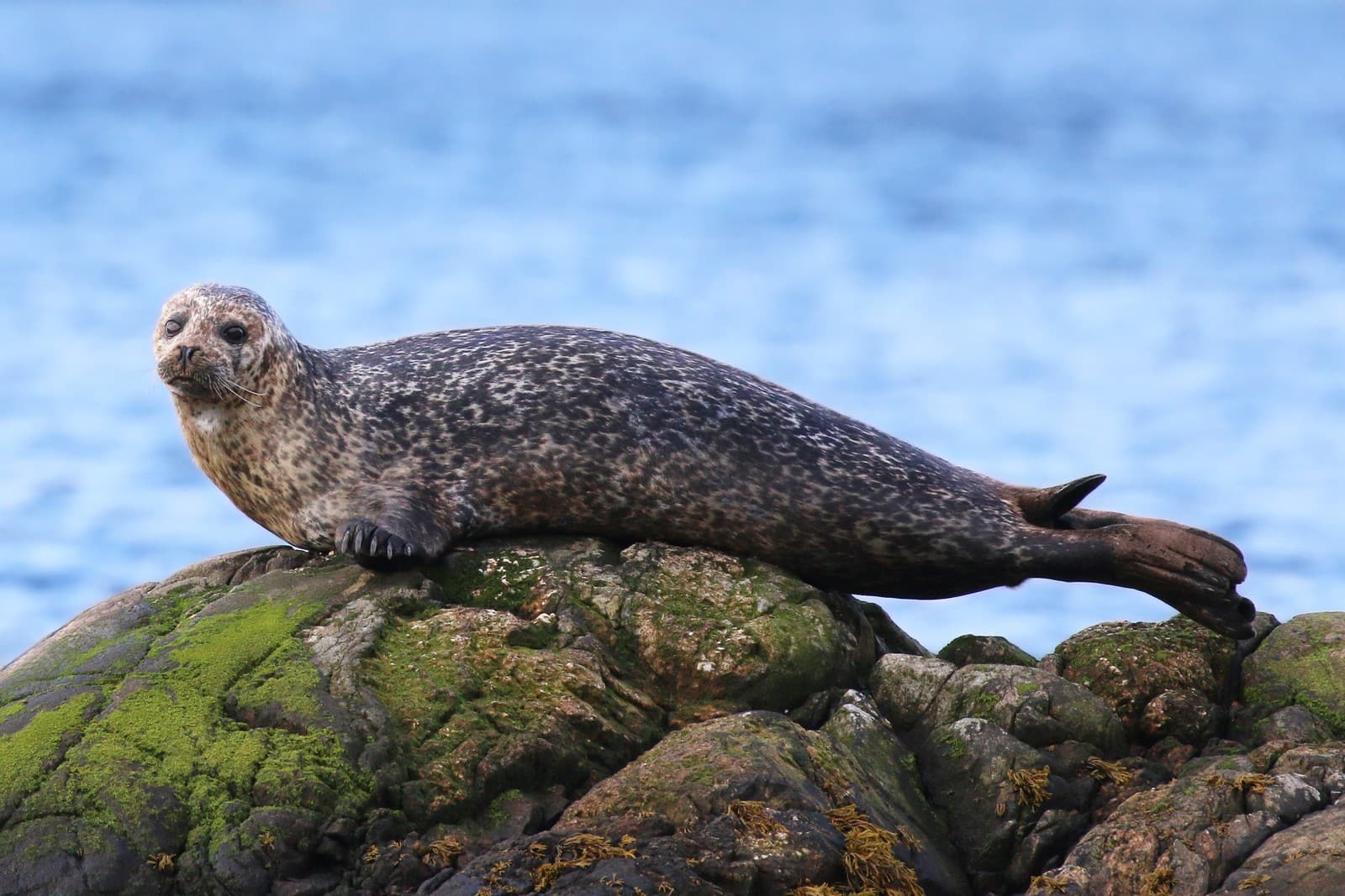 Sea Dog