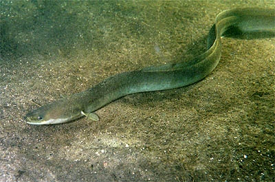 Eel