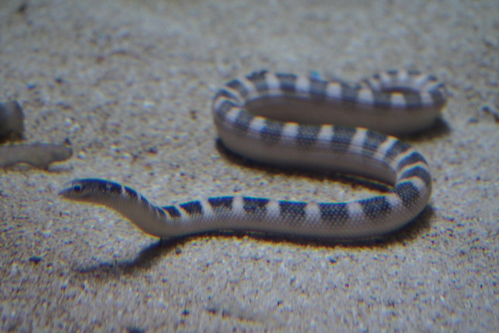 Sea Snake