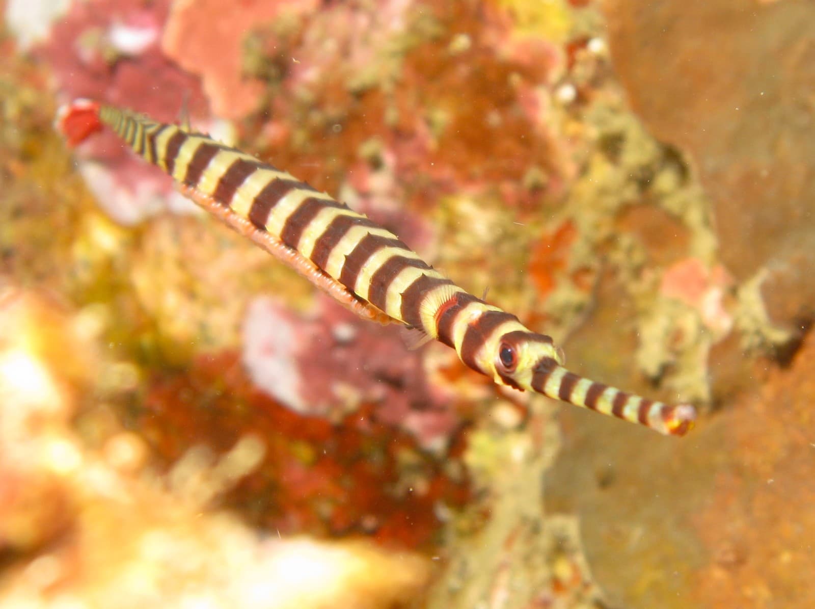 Pipefish