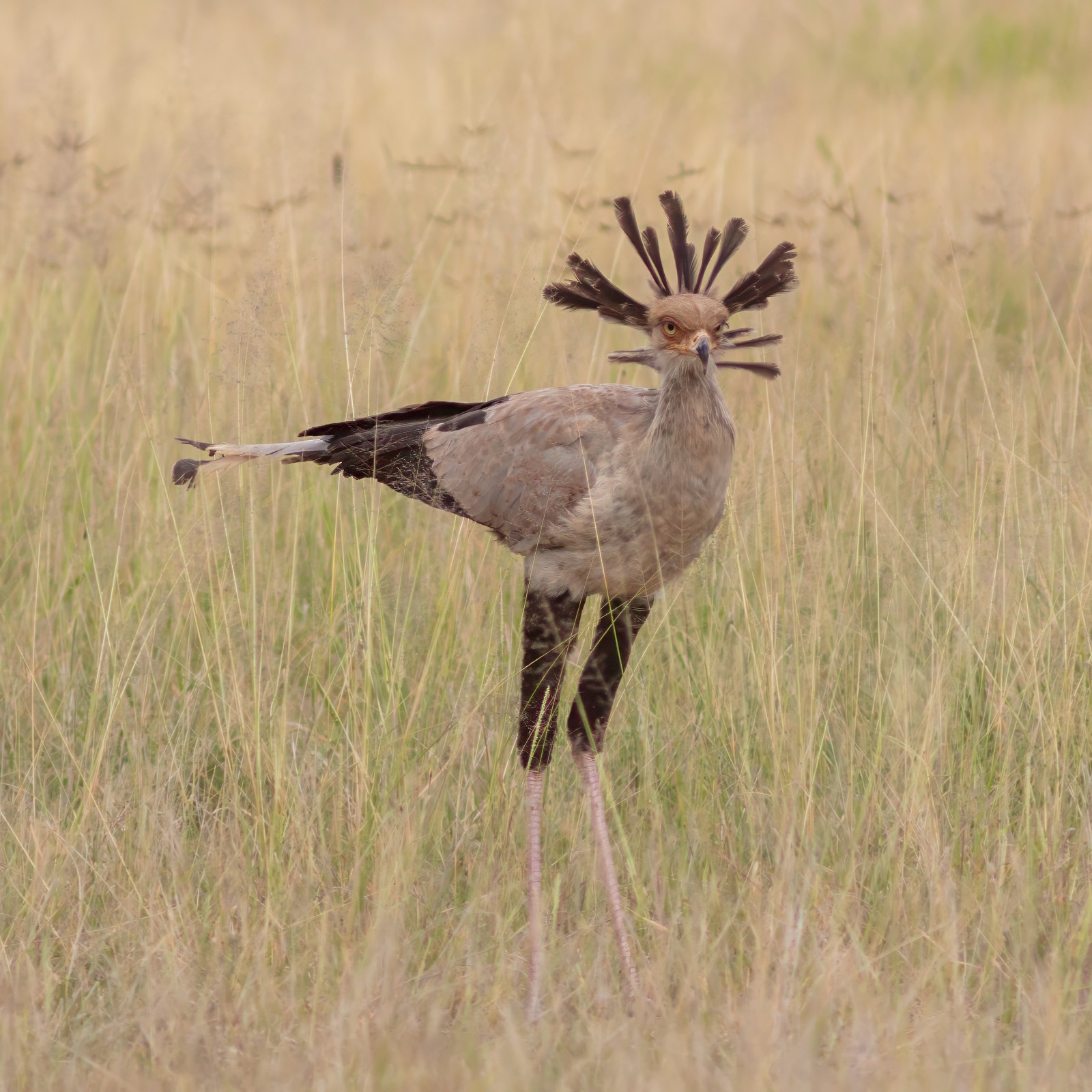 Secretary Bird