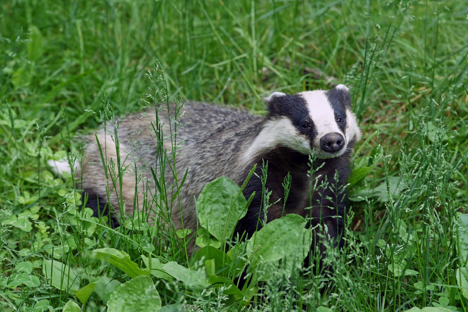 Badger