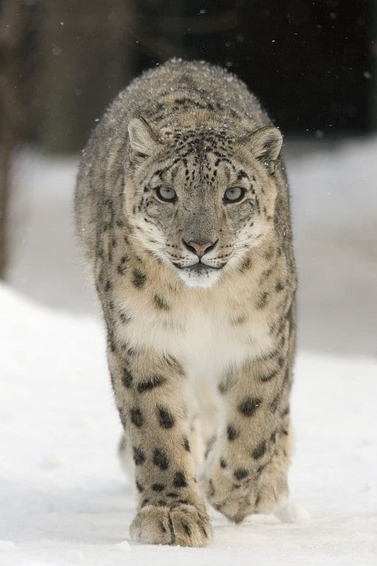 Snow Leopard