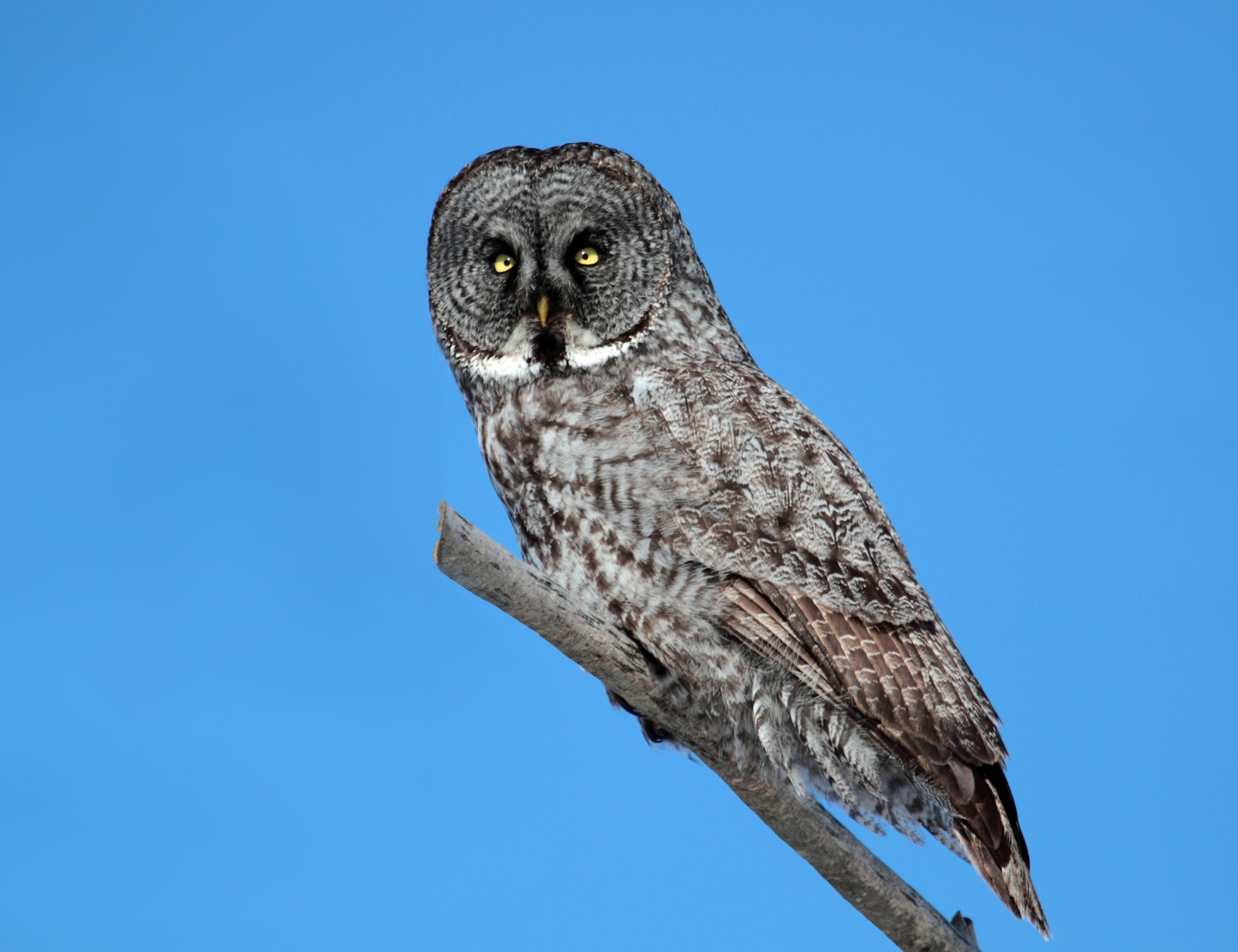 Great Grey Owl