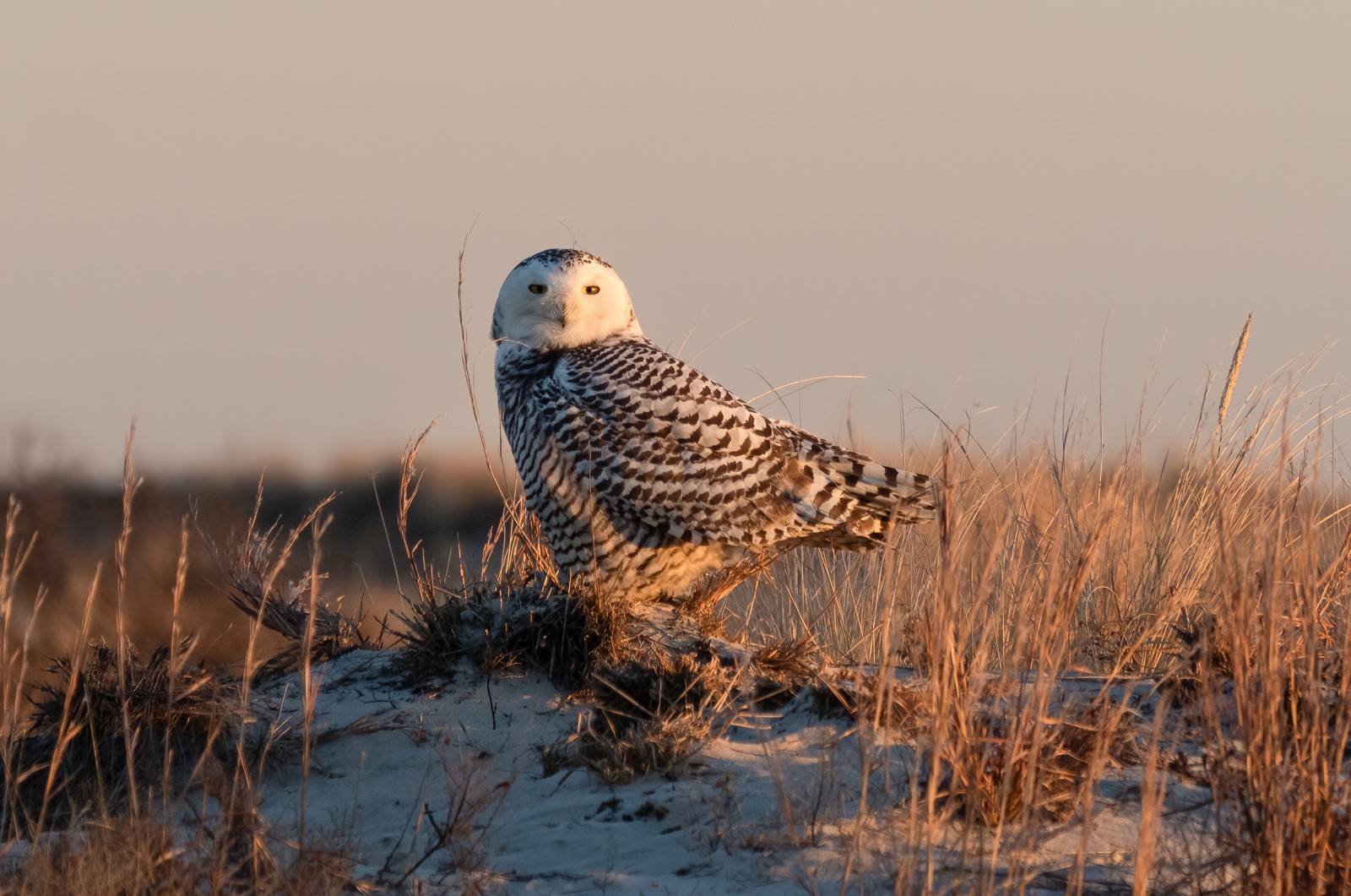 Snowy Owl