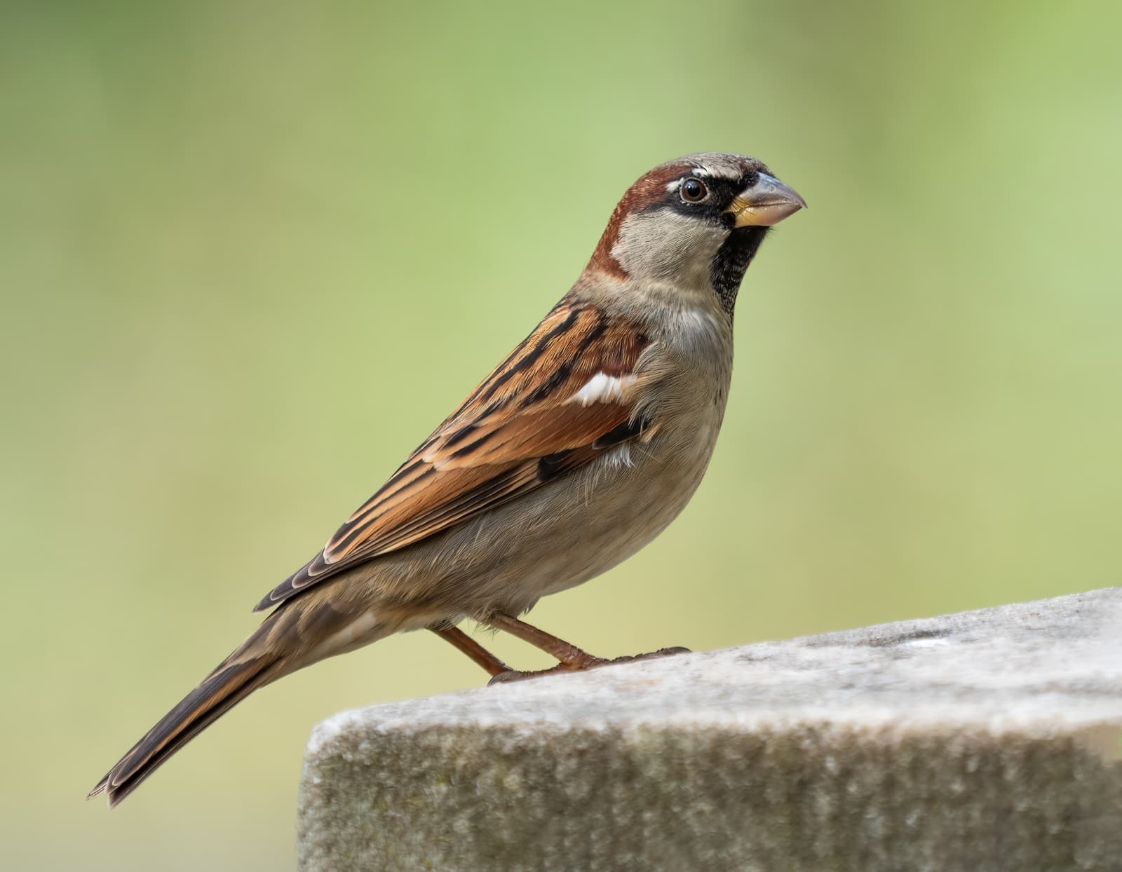 Sparrow