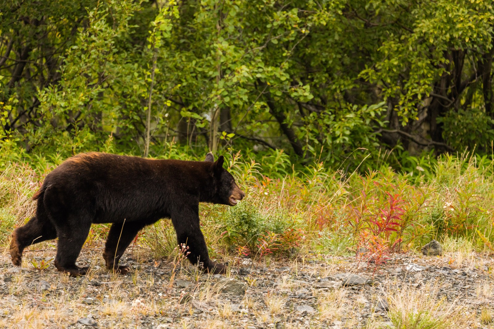 American Black Bear