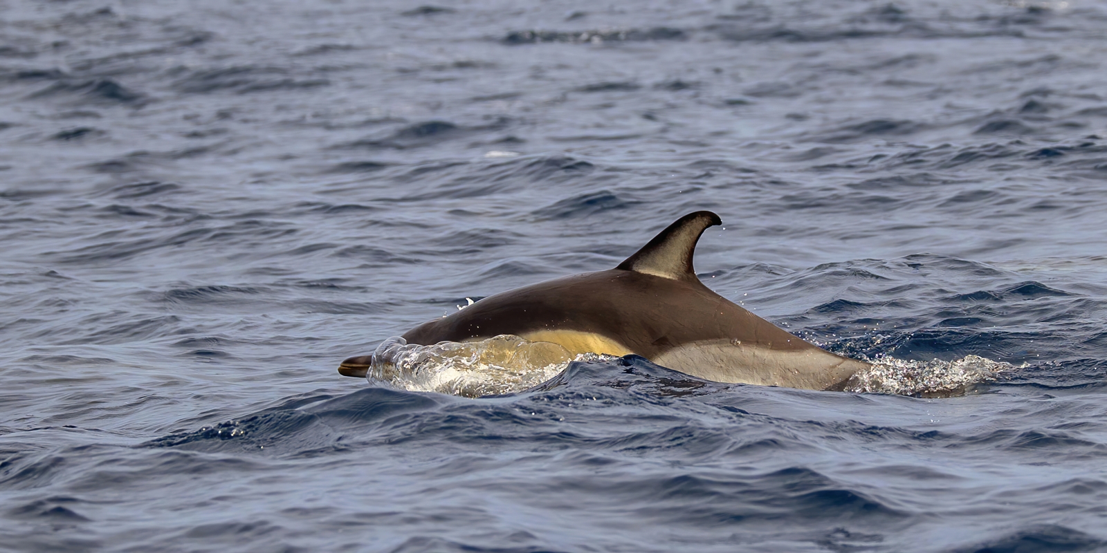 Common Dolphin