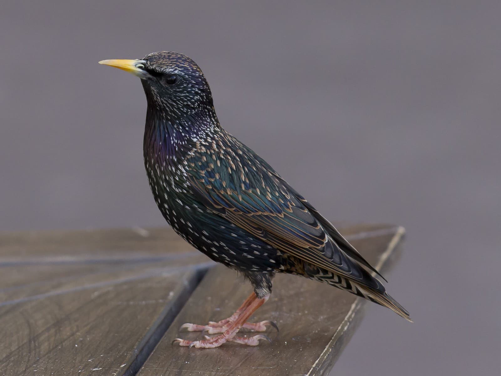 Starling