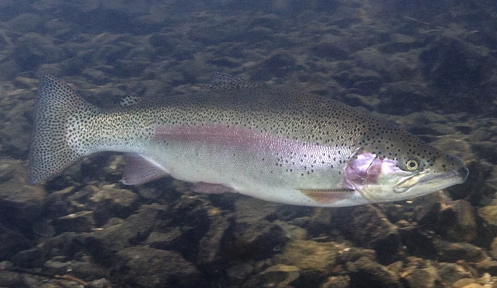 Steelhead