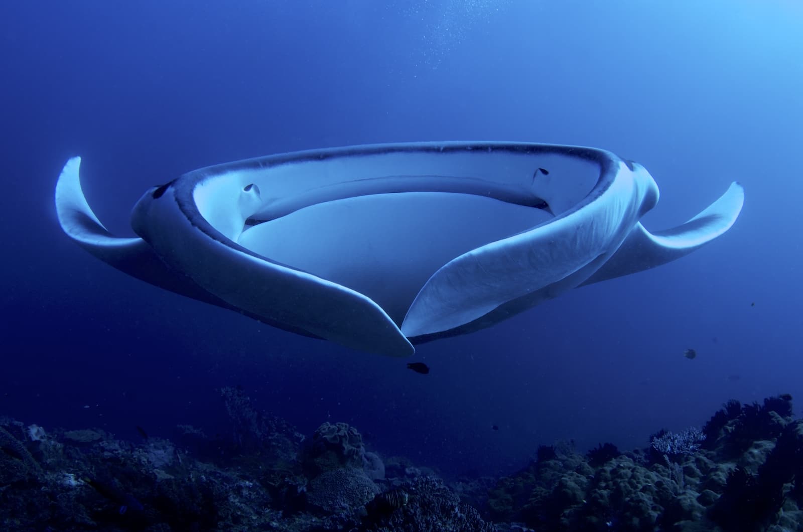 Manta Ray