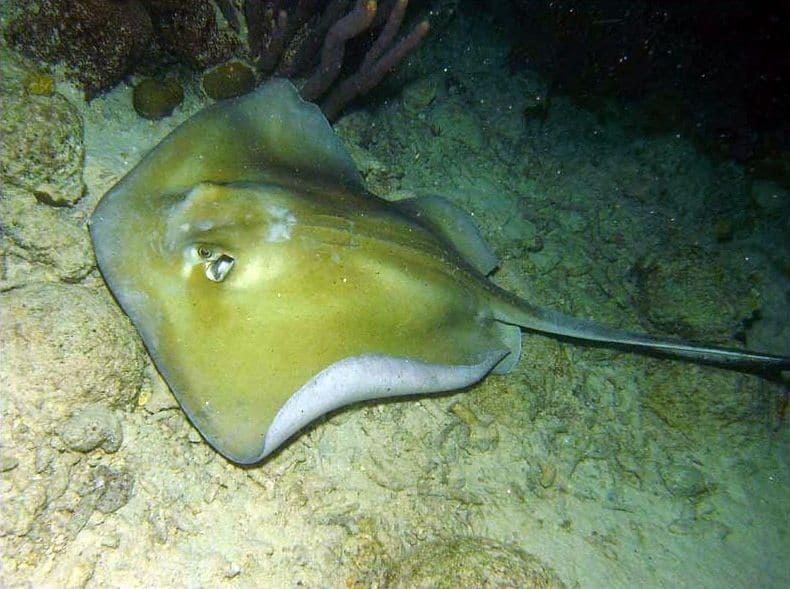 Stingray