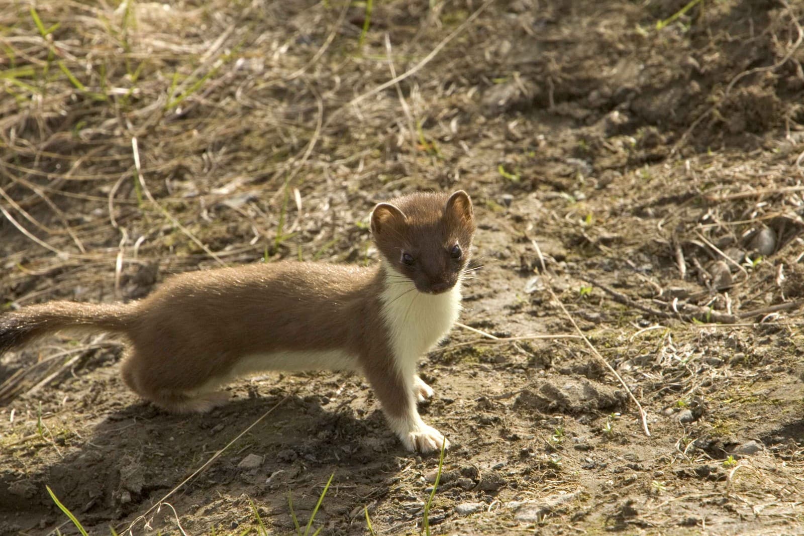 Ermine