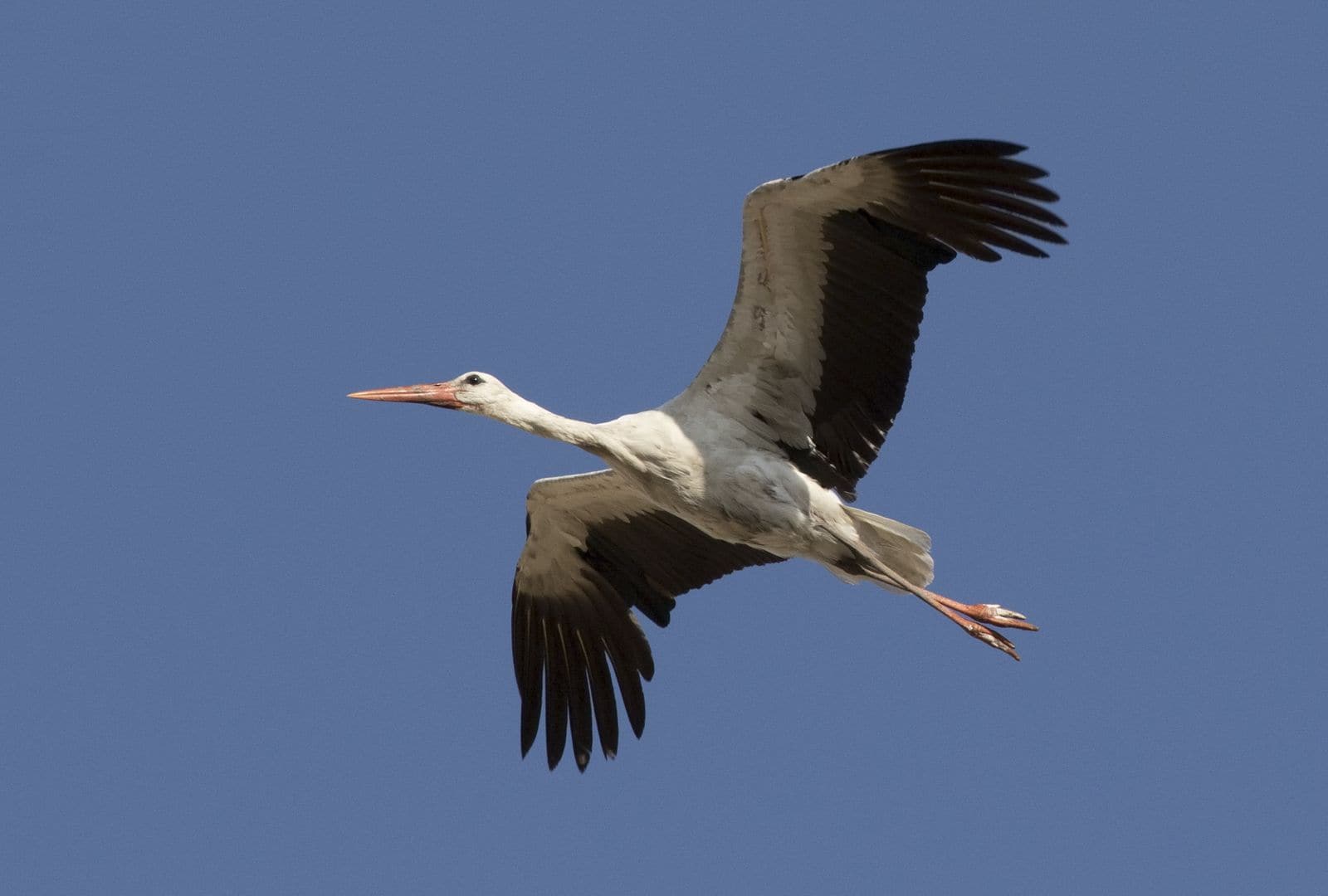 Stork