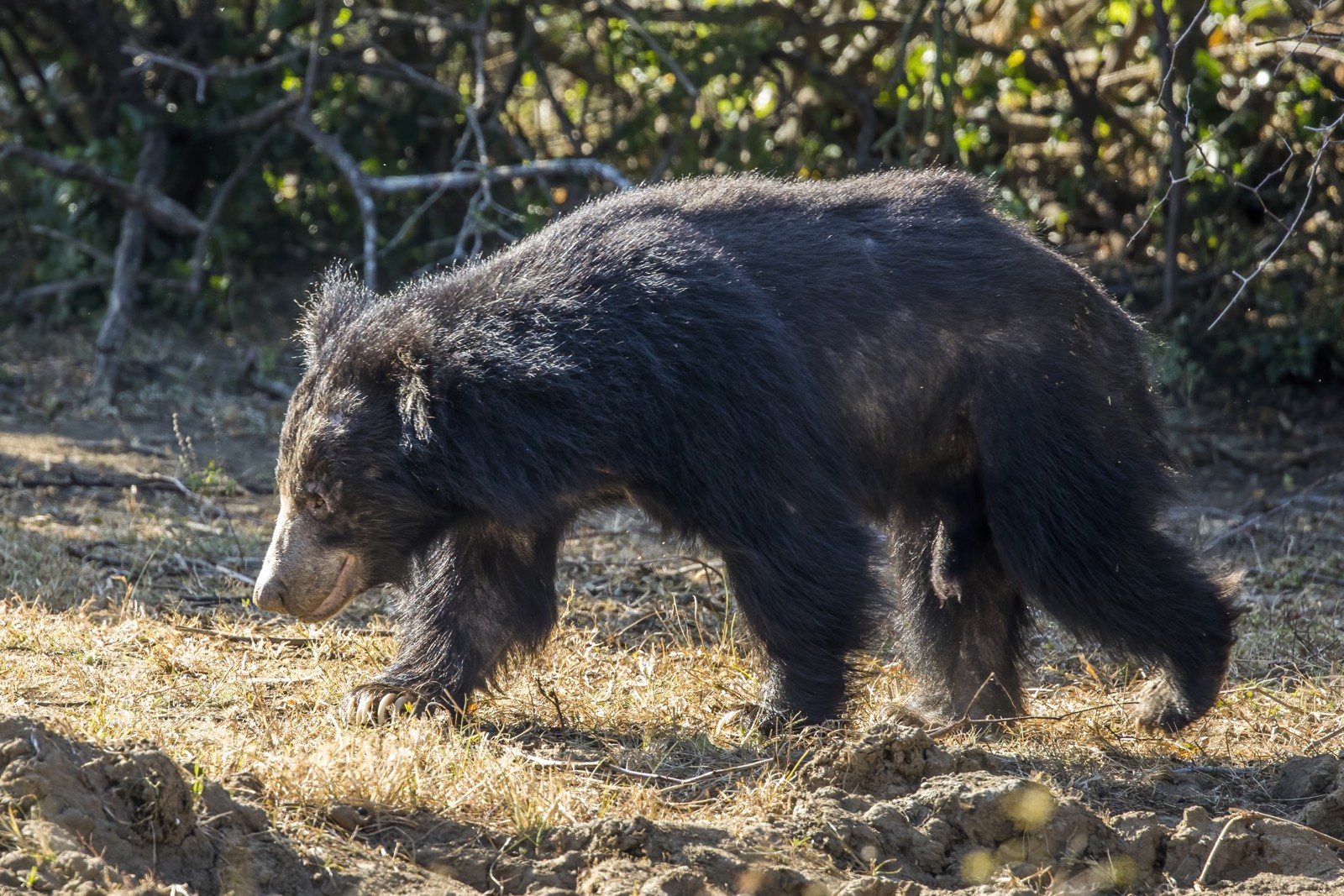 Sloth Bear