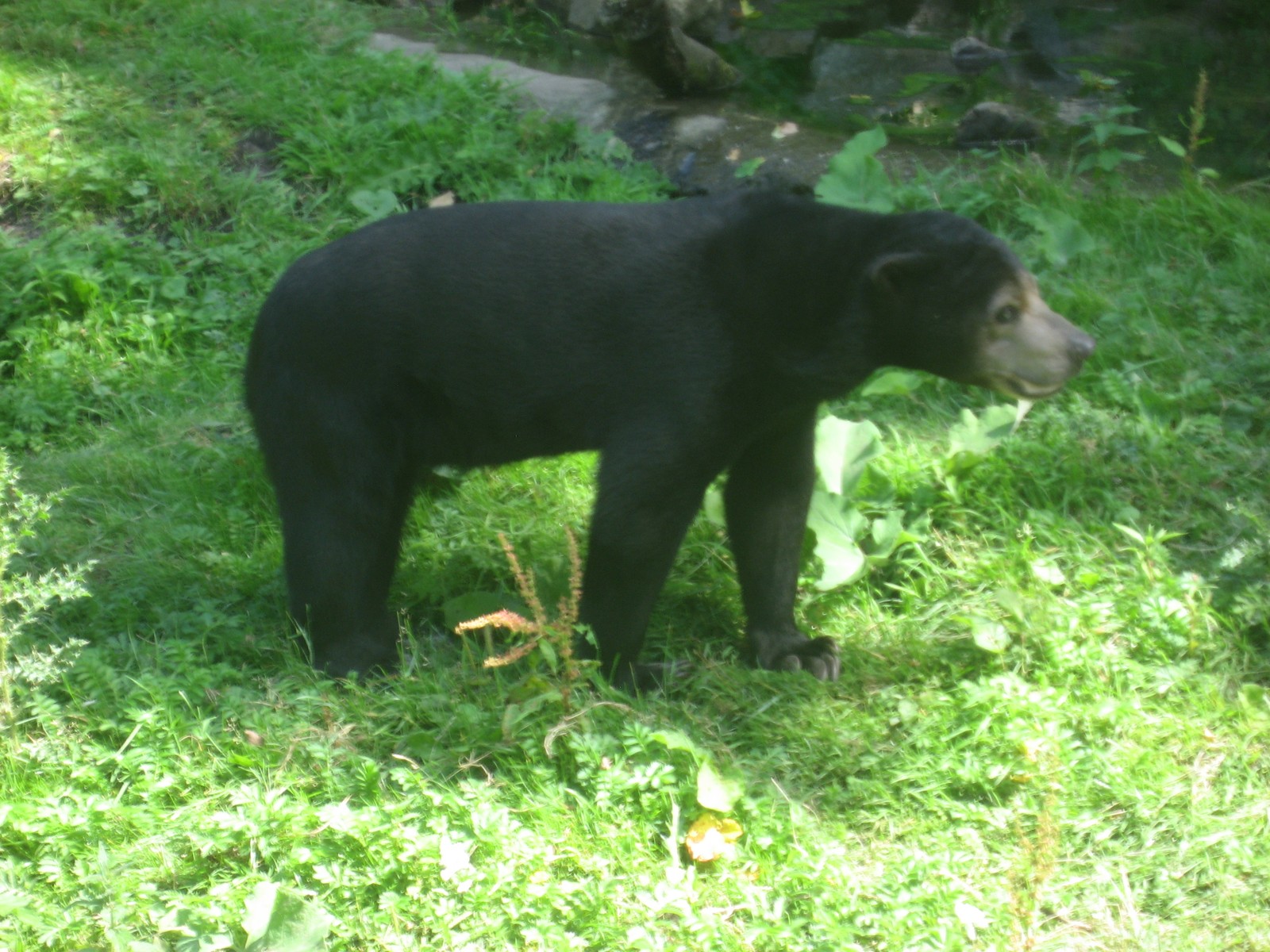 Sun Bear