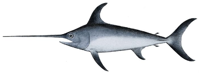 Swordfish