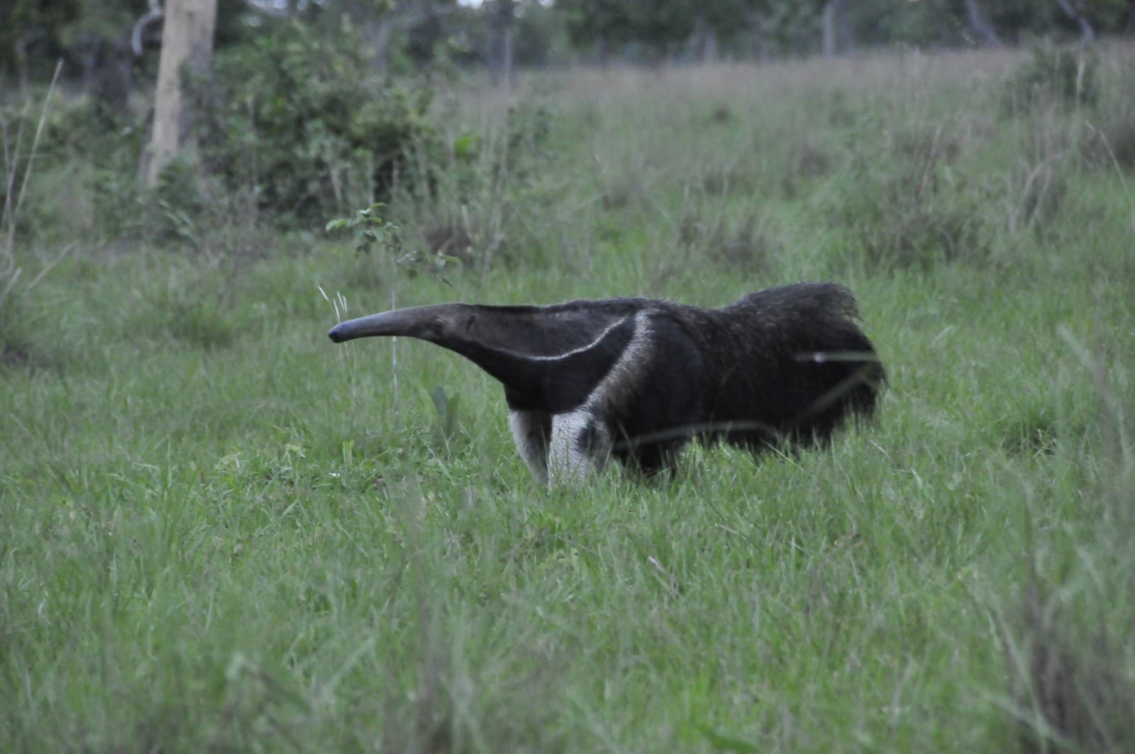 Anteater