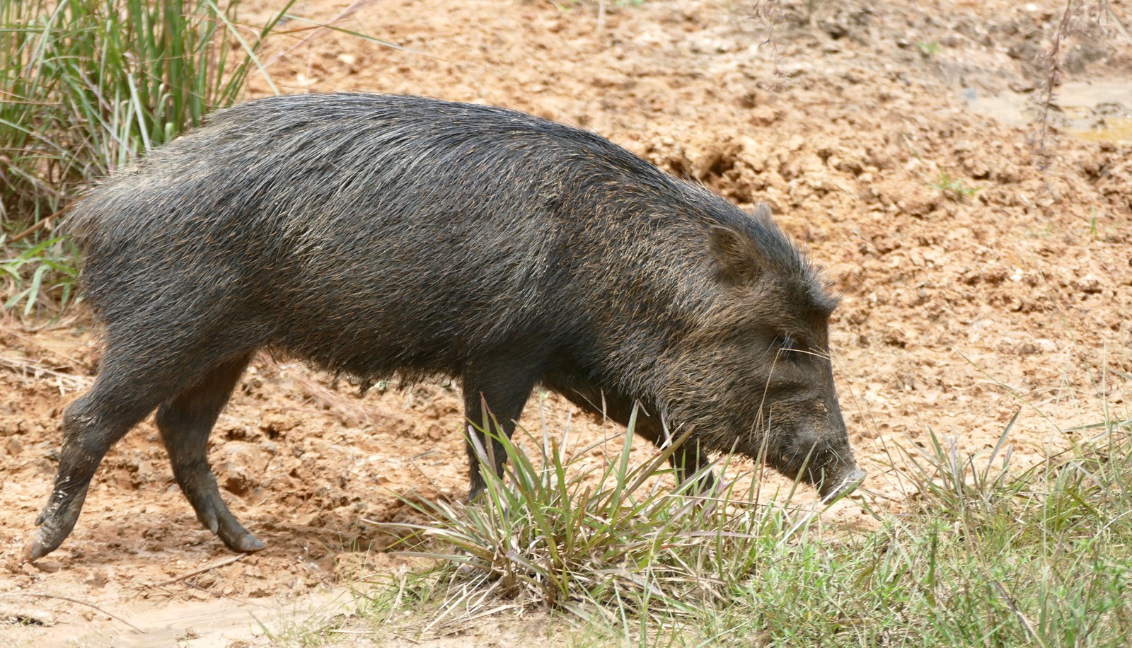 Peccary