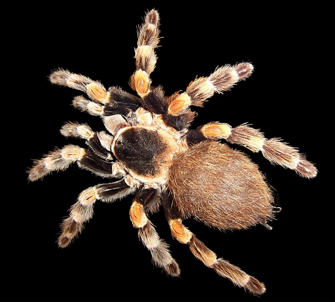 Tarantula