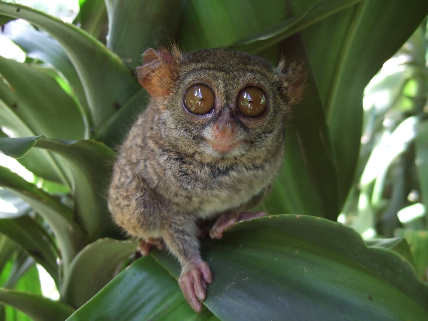 Tarsier