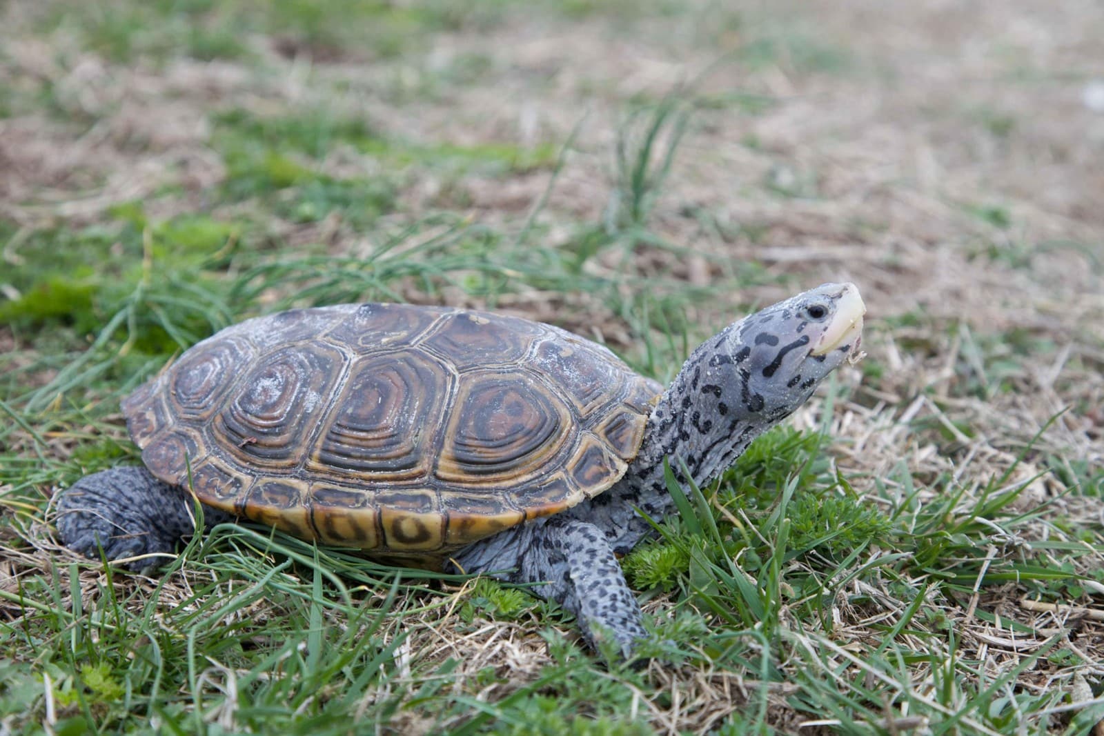 Terrapin