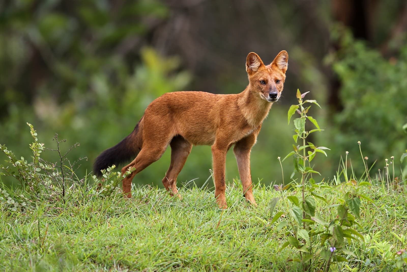 Dhole