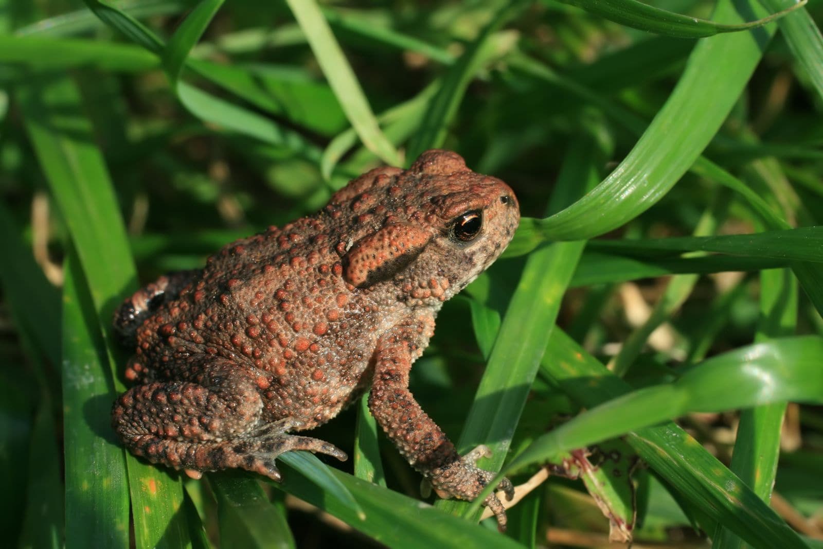 Toad