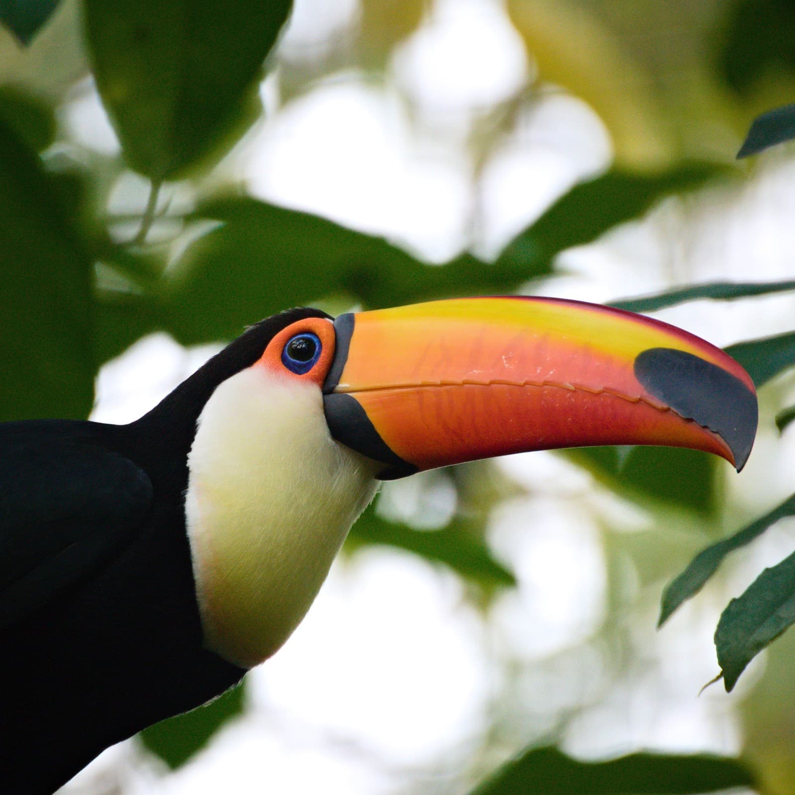 Toucan