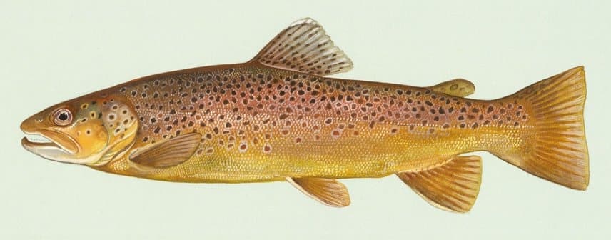 Trout