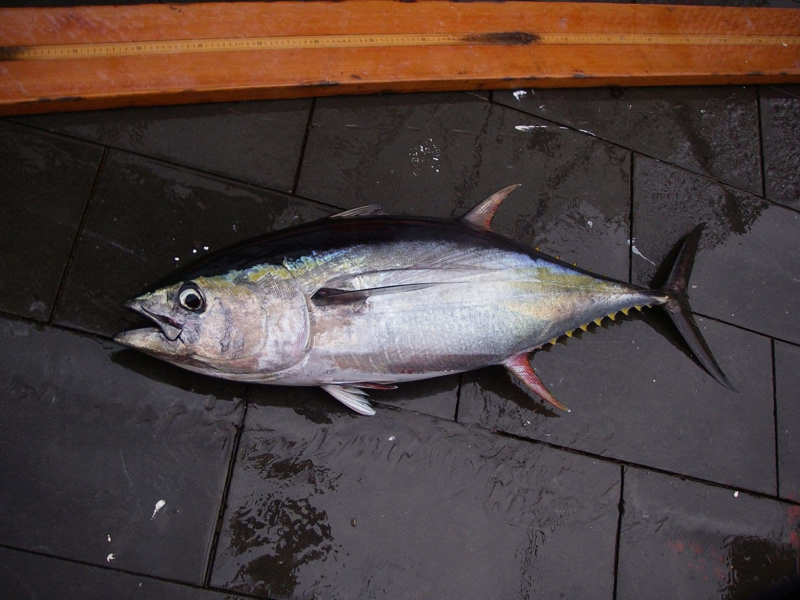 Tuna