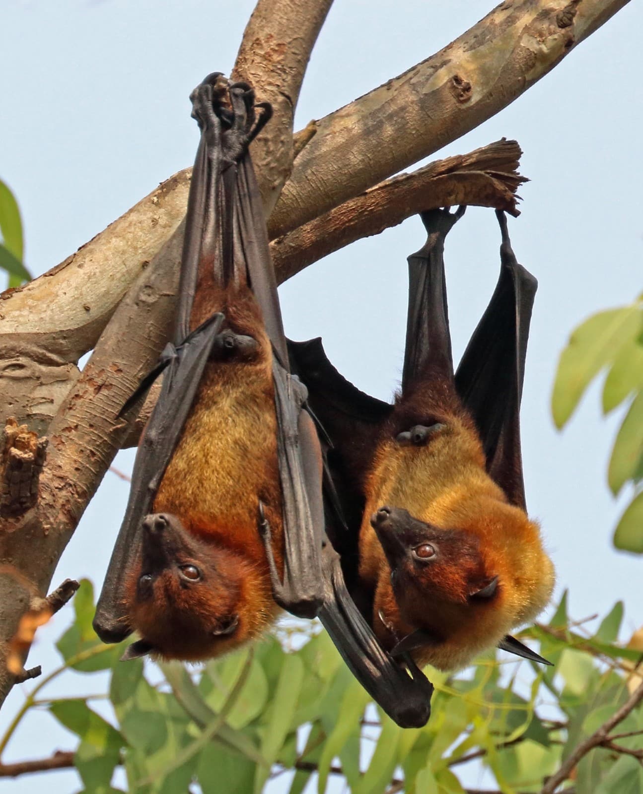 Fruit Bat