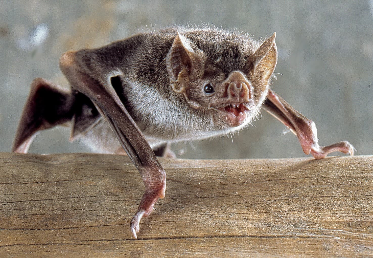 Vampire Bat