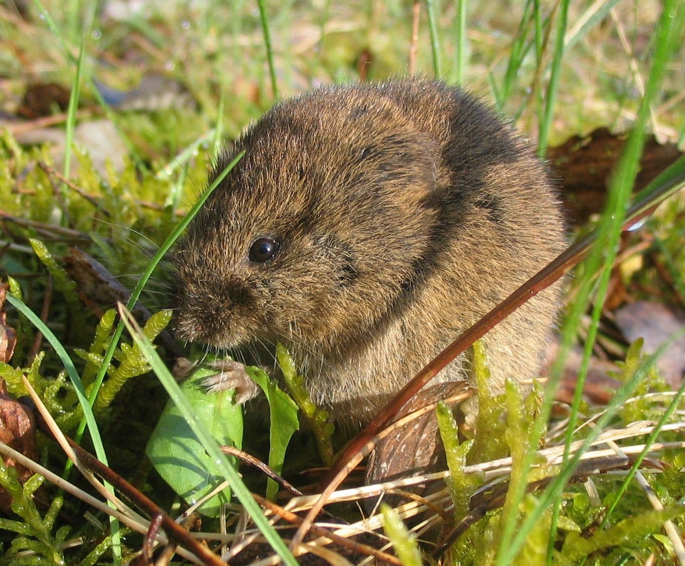 Vole