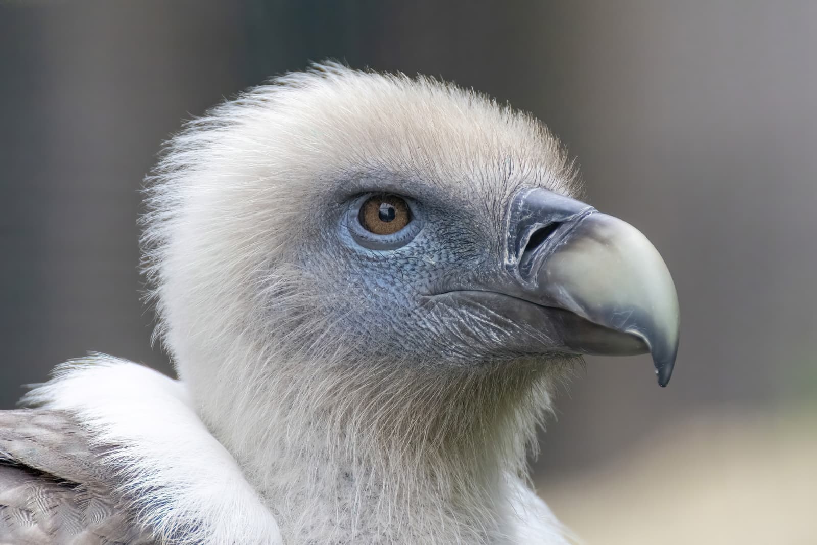 Vulture