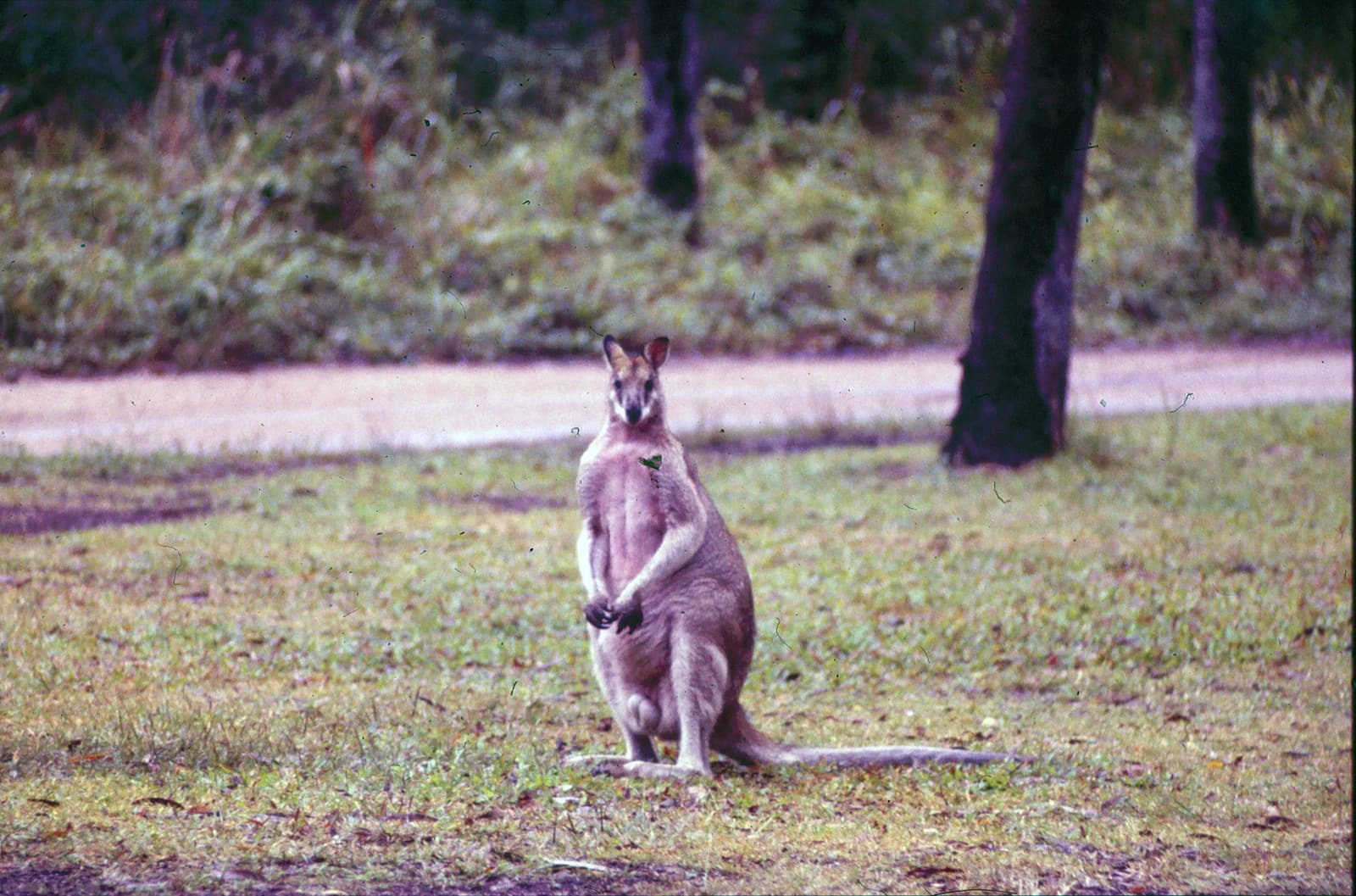 Wallaby