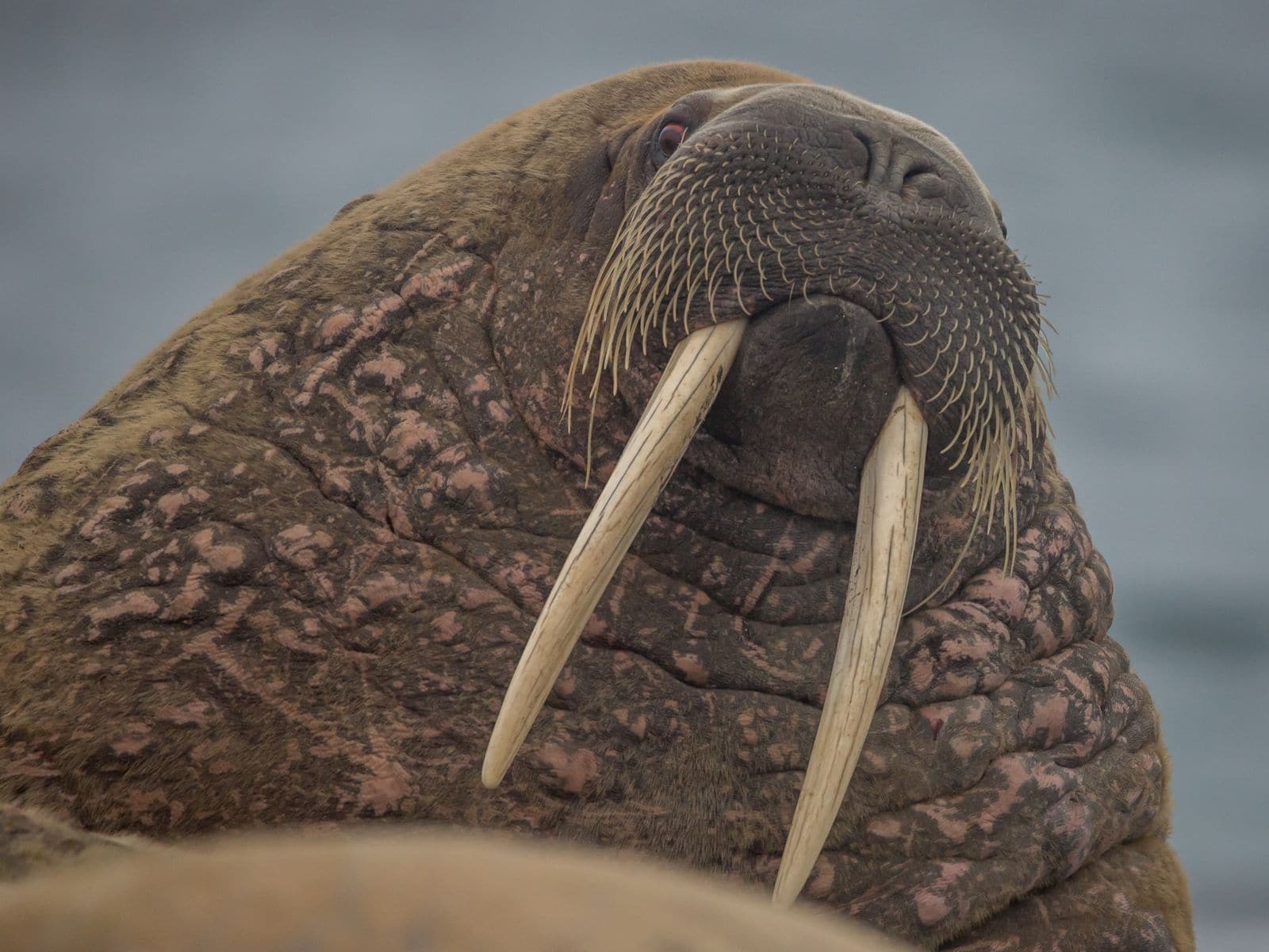 Walrus